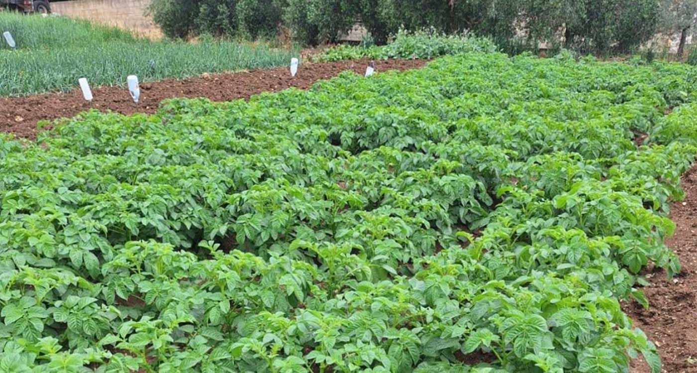 Agriculture libanaise en temps de guerre: le Sud au cœur du choc