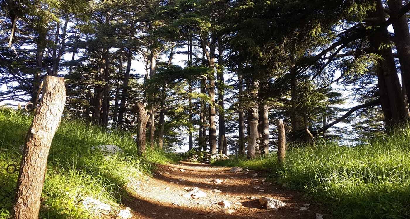 Tannourine, l’autre forêt des cèdres