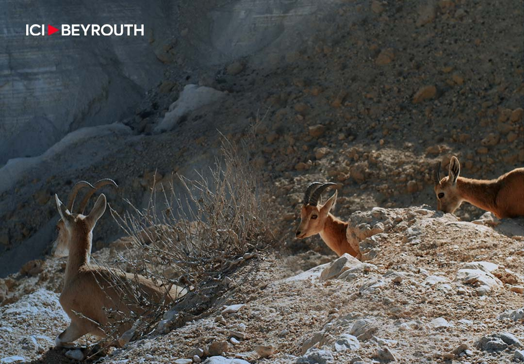 Le bouquetin de Nubie réintroduit au Chouf