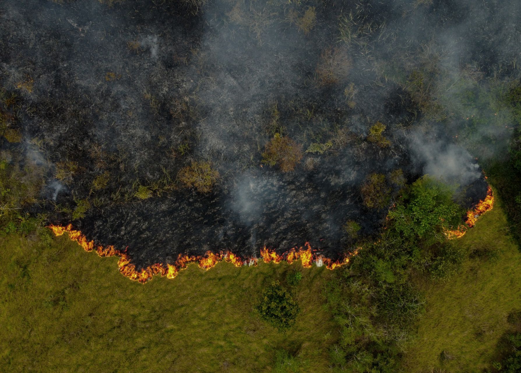 La destruction des forêts tropicales à un niveau record, sous l'effet des incendies