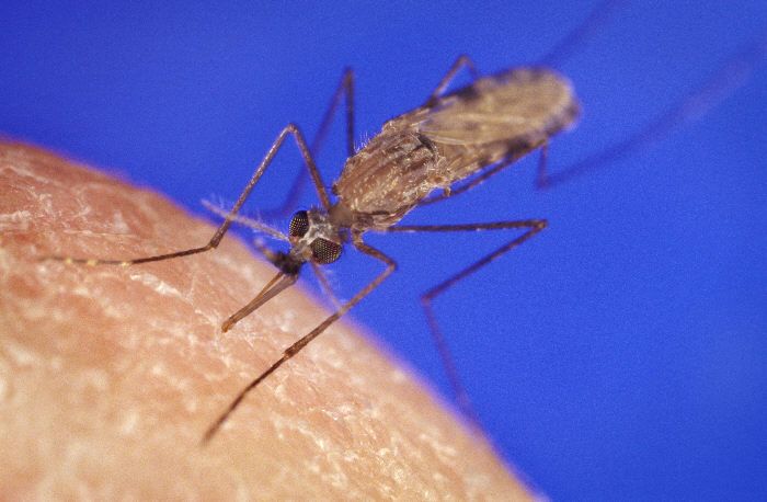 Malaria: l’Égypte éradique la maladie des pharaons