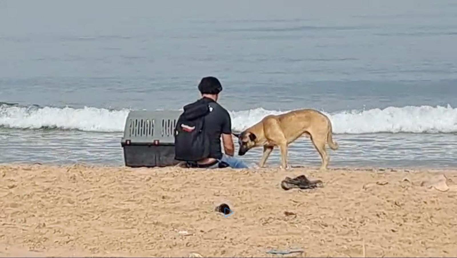 Animals Lebanon: les chiens errants n'ont pas de lien avec le décès à Ramlet el-Baïda