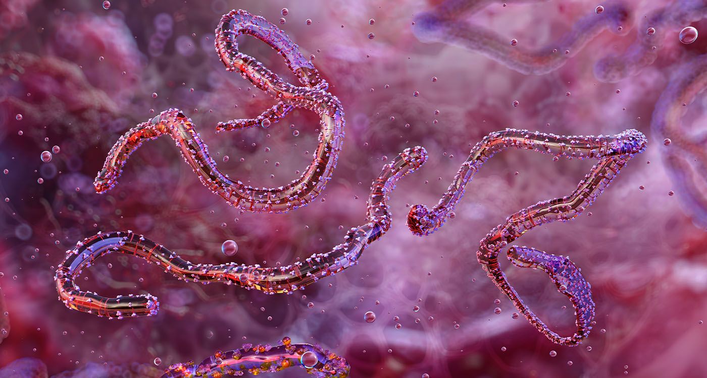 En pleine riposte à Ebola, l'Ouganda découvre un cas de Marburg
