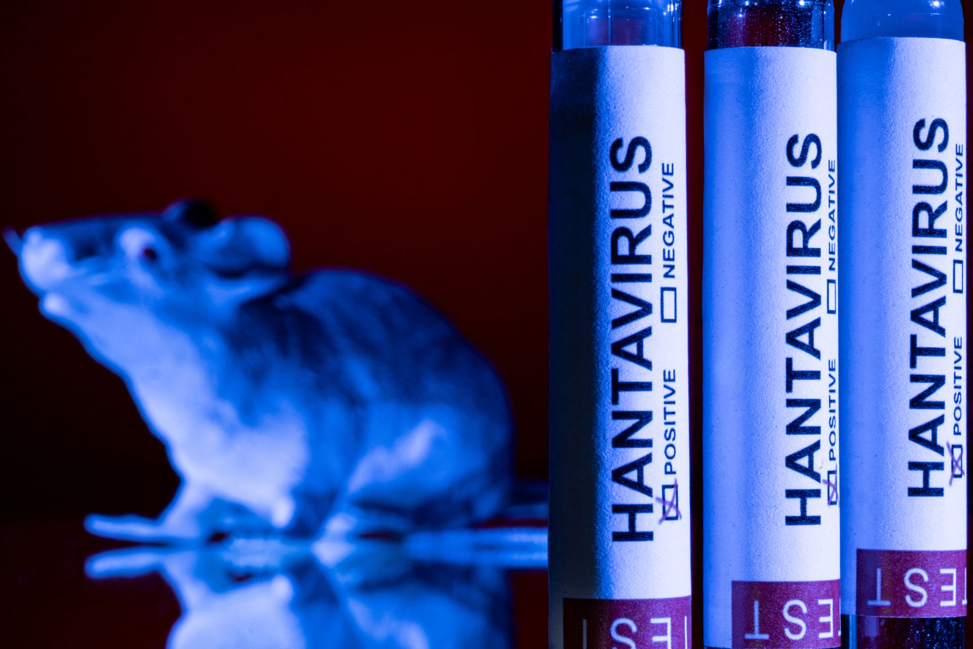 Hantavirus: les pays touchés par des cas confirmés