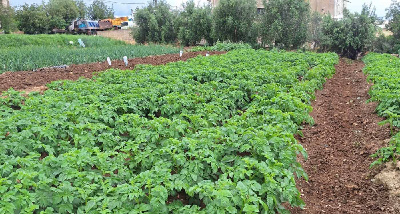 Guerre au Moyen-Orient: un impact dévastateur ou indolore selon le type d'agriculture