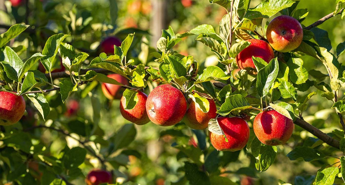 La crise silencieuse des pommes libanaises