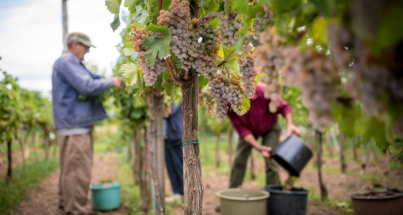 Au Liban en guerre, le vin a un arrière-goût amer