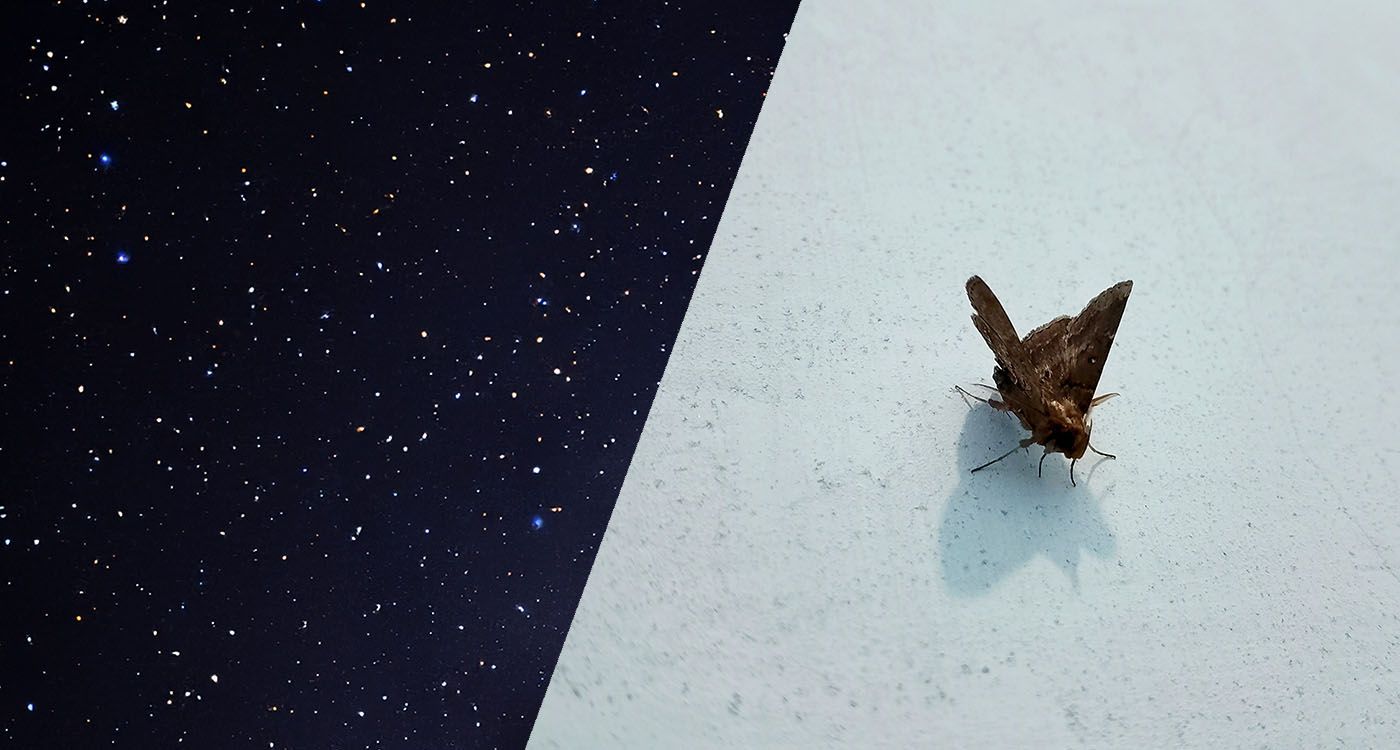 Les papillons de nuit australiens ont les étoiles pour boussole