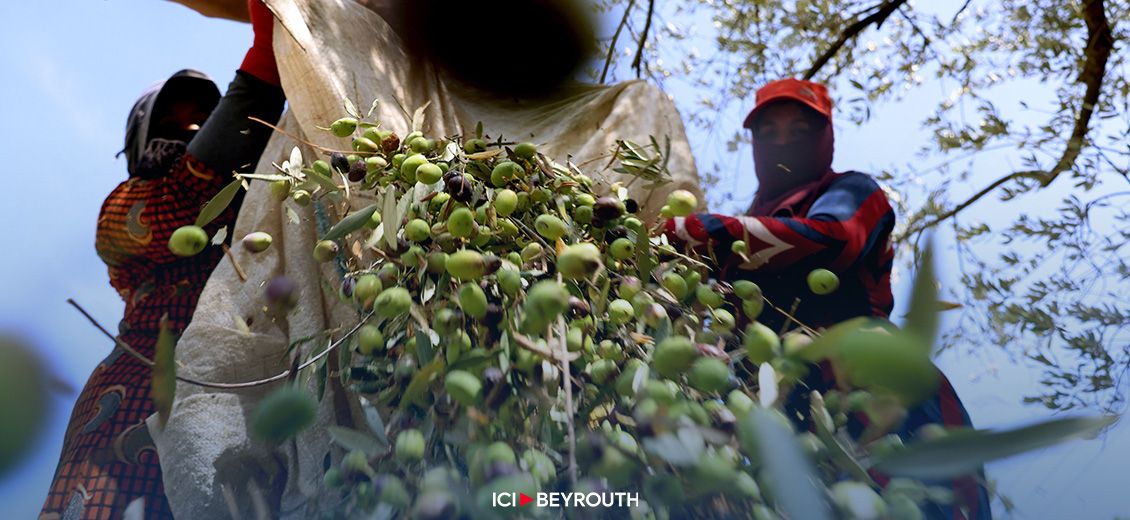 Récolte des olives à l'ombre du conflit