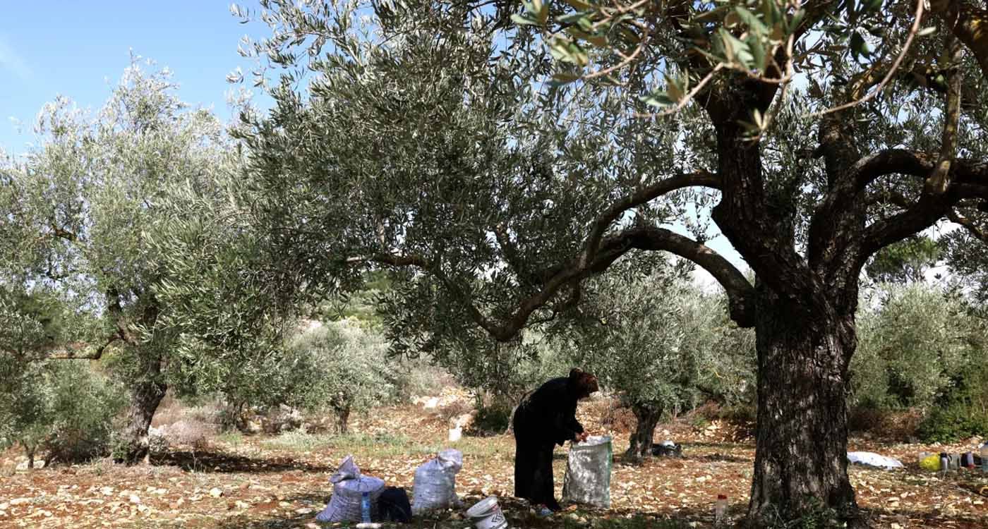 Au Sud-Liban, les oliviers plus vieux que les empires