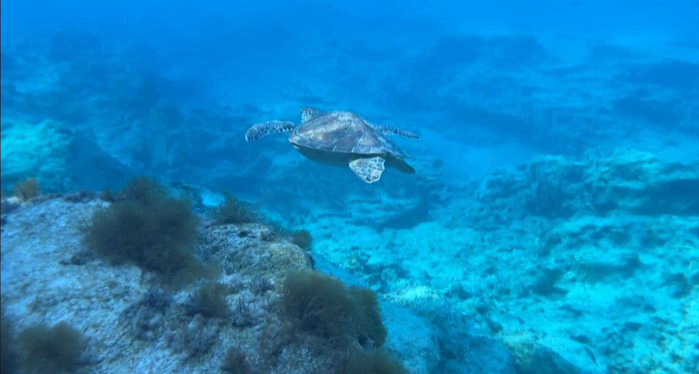 Patrimoine archéologique sous-marin au Liban: des origines aux découvertes
