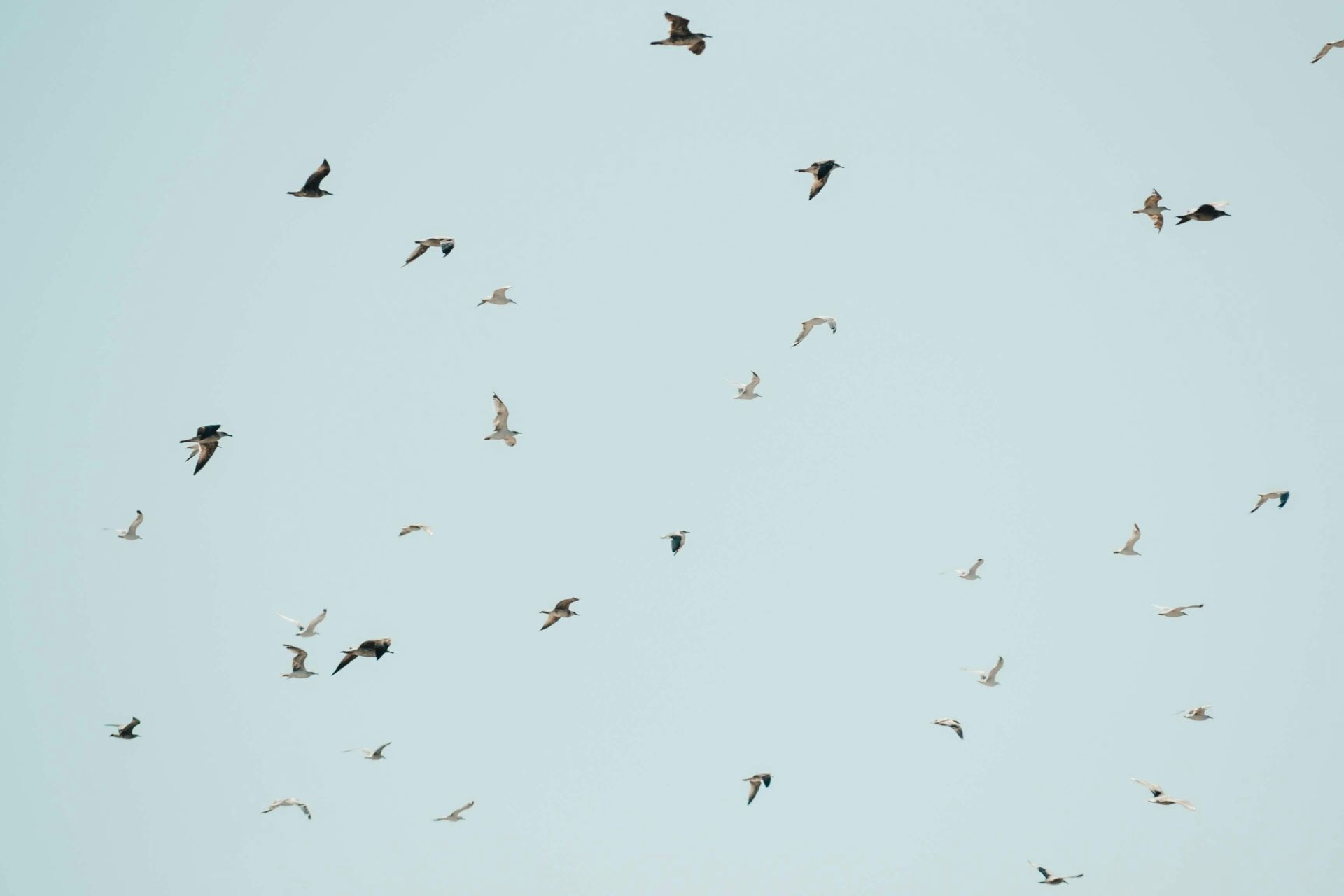 Le bruit affecte fortement les oiseaux et leur reproduction