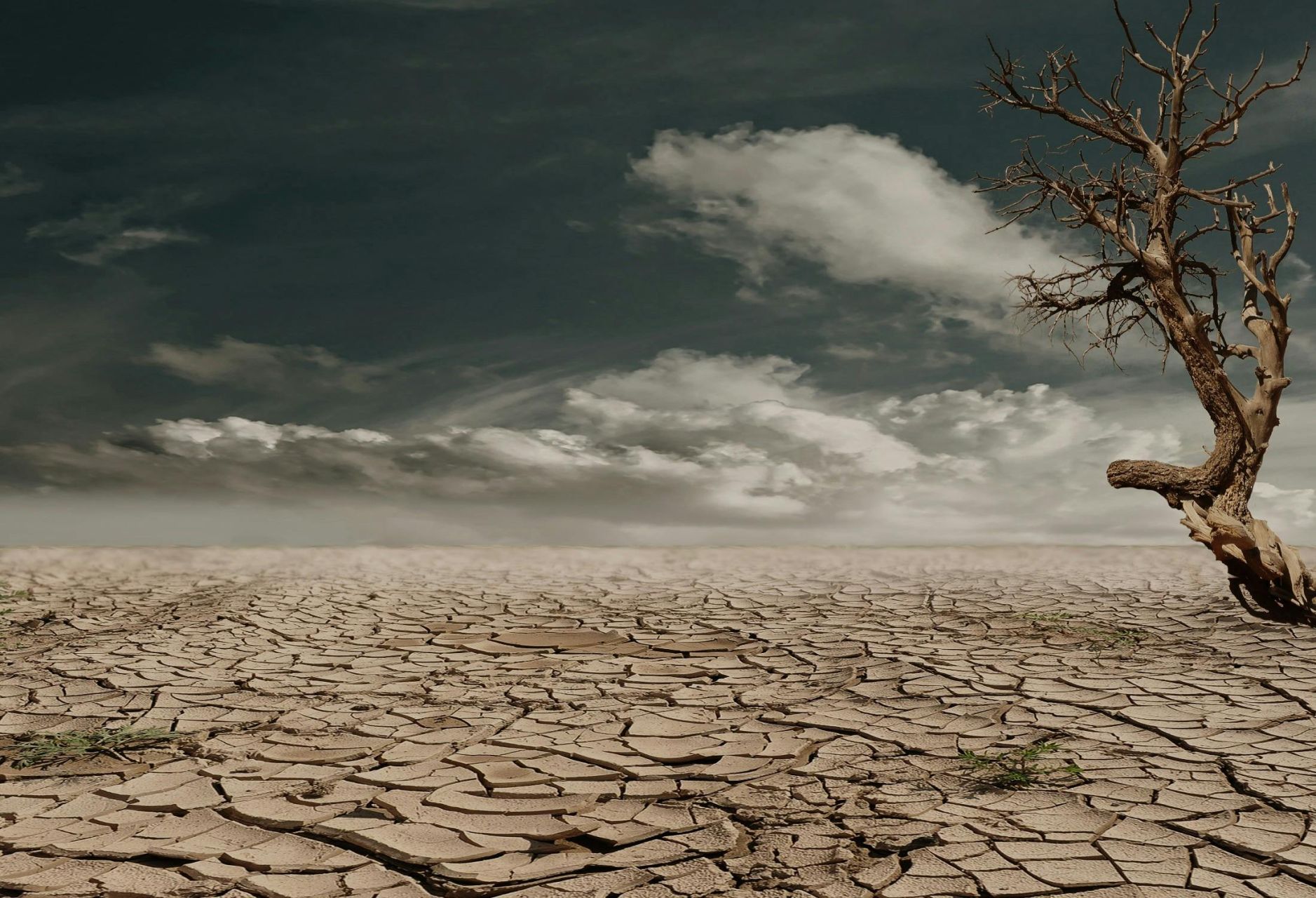 La moitié de l'humanité a subi un mois supplémentaire de canicule à cause du réchauffement, selon une étude