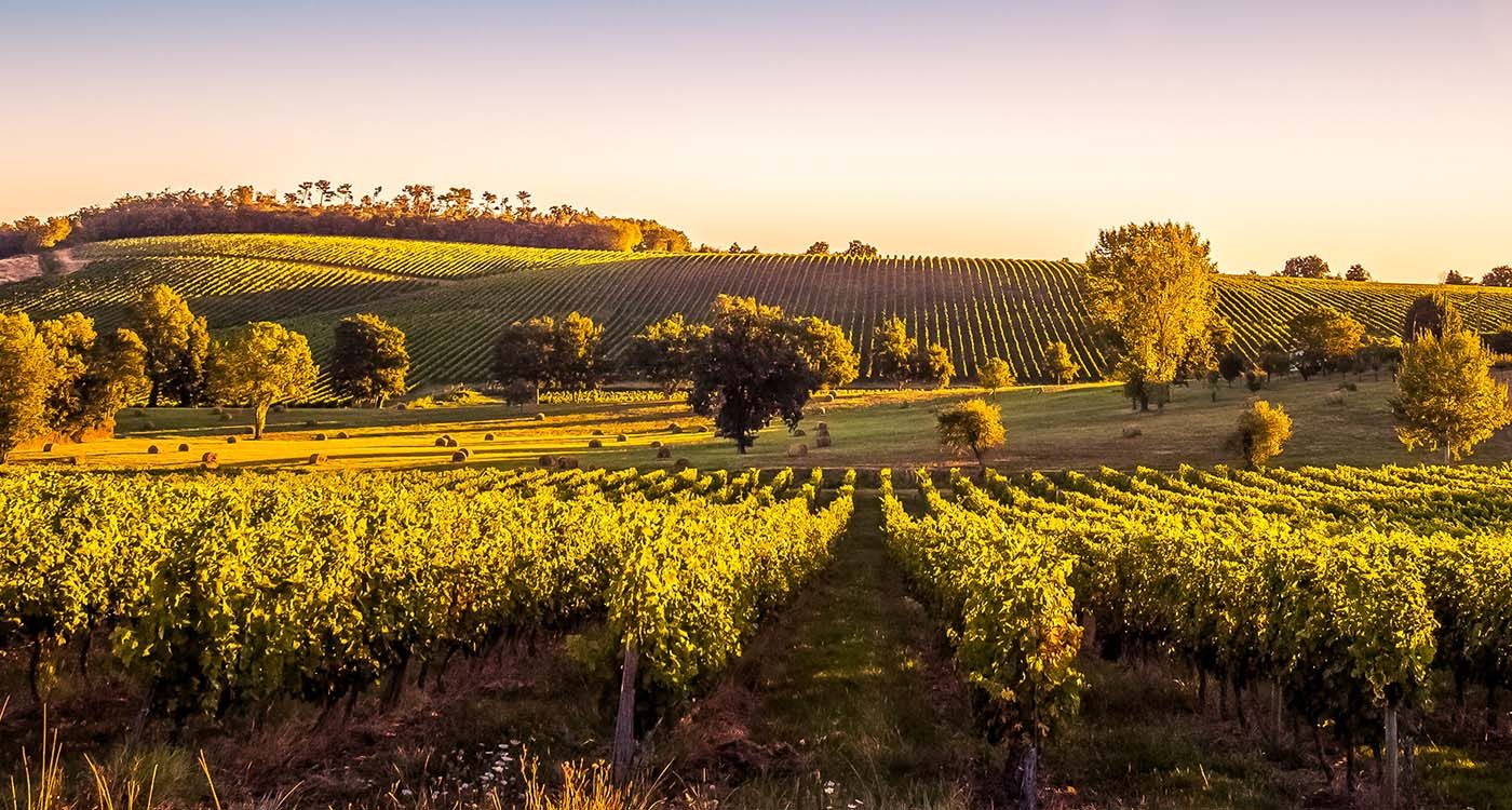 France: le vignoble de Bordeaux connaît sa plus faible récolte depuis 1991