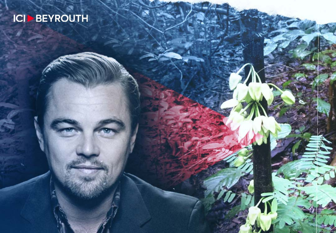 Un arbre tropical baptisé du nom de l'acteur et défenseur de l'environnement Leonardo DiCaprio