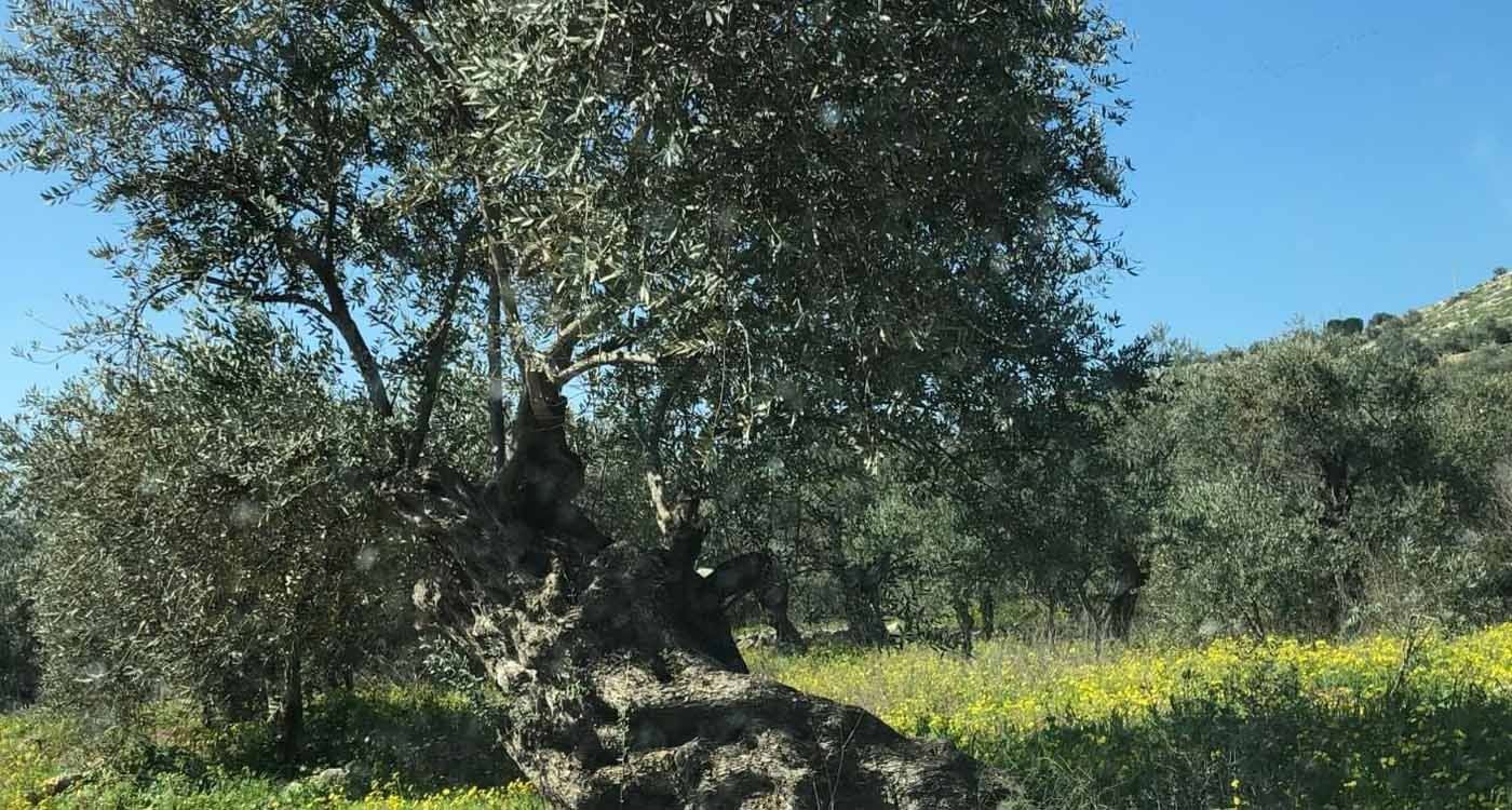 Une bien triste saison pour la récolte des olives dans la bande frontalière