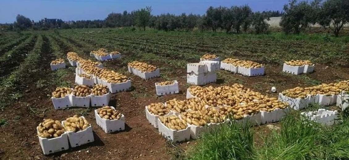 Les agriculteurs du Akkar boudent les pommes de terre