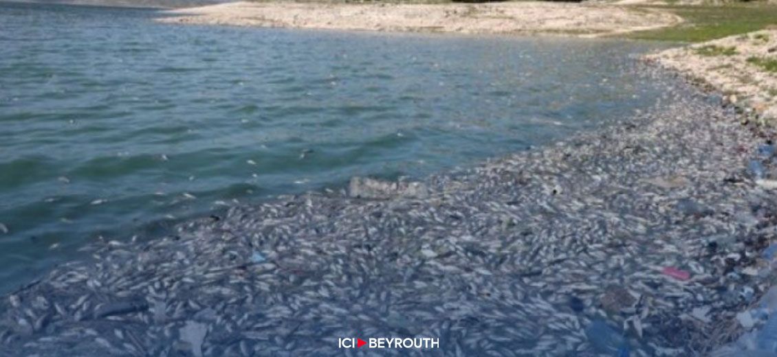 Hécatombe de poissons à Beddaoui