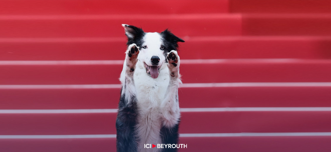 Cannes: à qui ira la «Palme dog» cette année ?