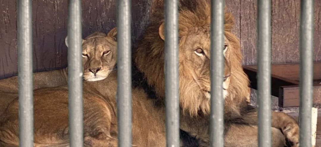 Piégés, affamés et maltraités: le sort incertain des animaux de zoo au Liban