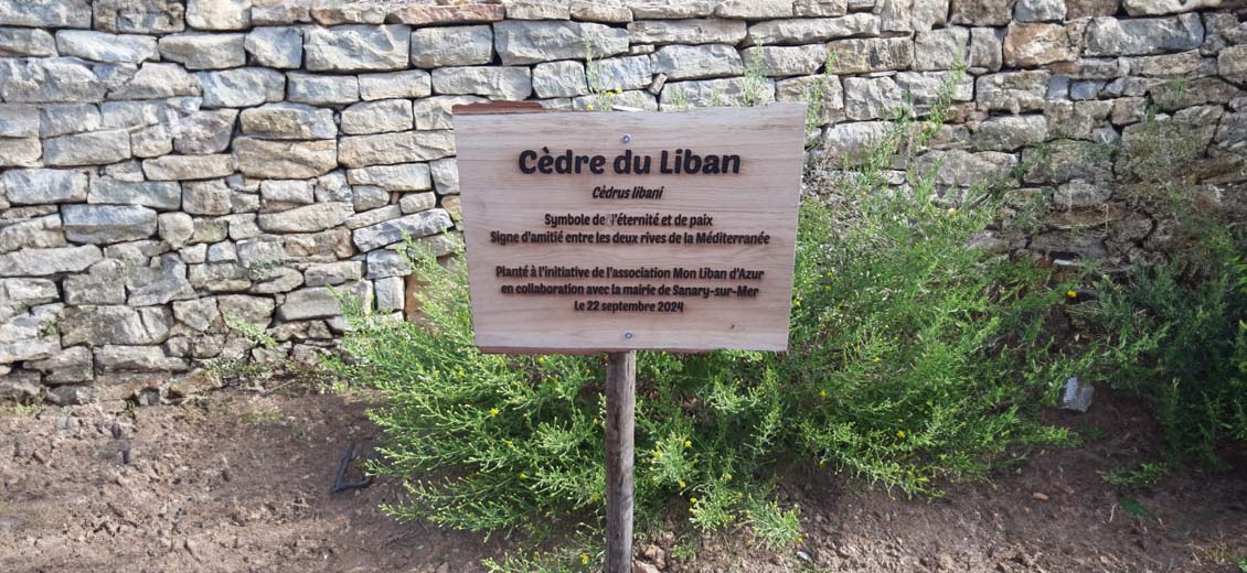 Du Liban à Sanary-sur-Mer, plantation d’un cèdre et d’un olivier