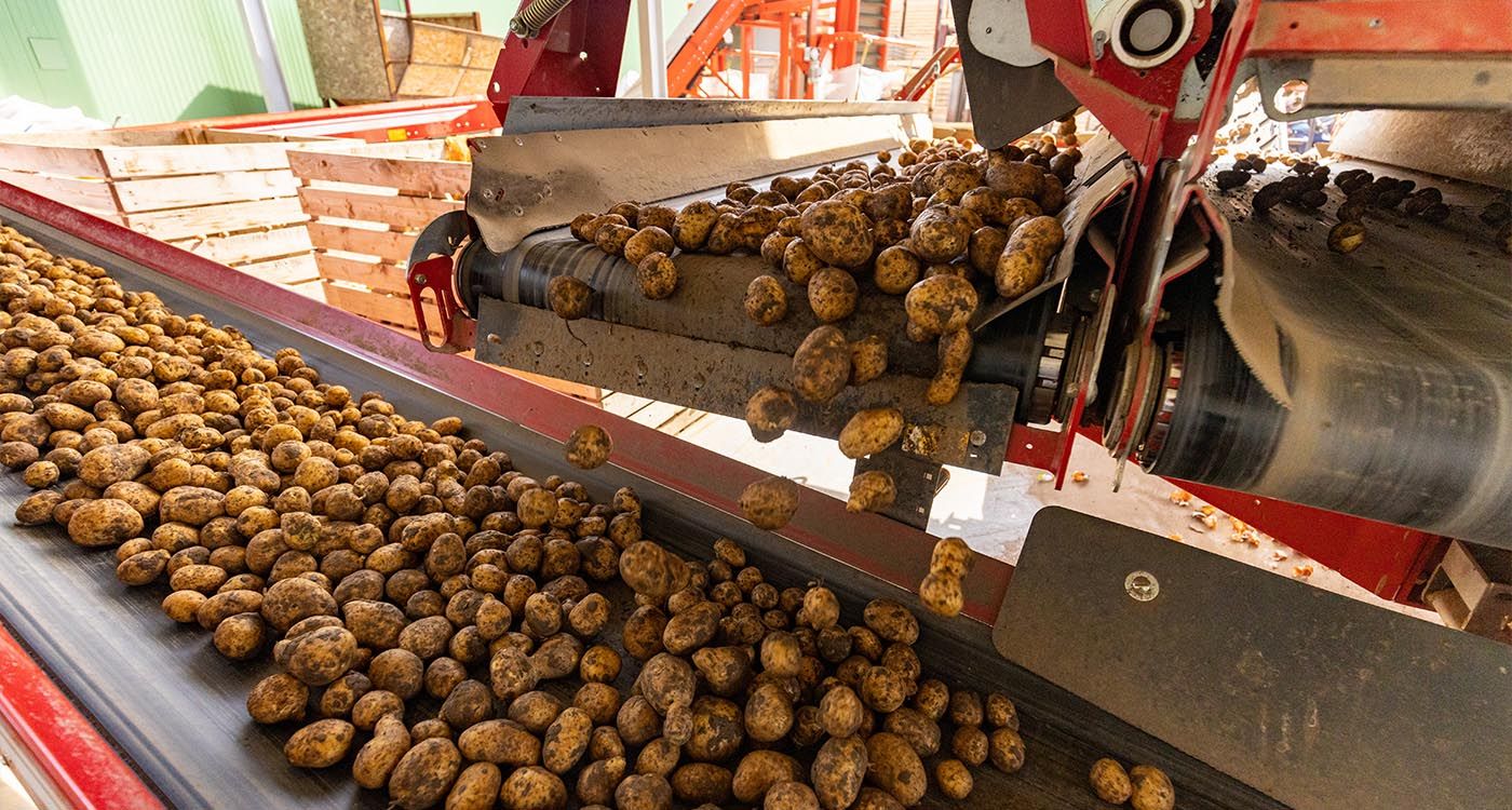 La pomme de terre libanaise: entre tubercules, tracasseries et espoirs d’export