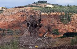 Au Sud, même les oliviers ont une frontière