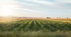 Agriculture: des champs fertiles, des frontières stériles