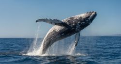 À New York, les baleines à bosse font leur grand retour