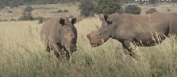 Millionnaire cherche remplaçant pour sauver les rhinocéros