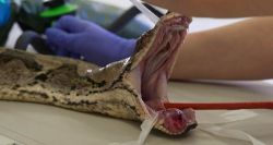 Un traitement humain sauve un python