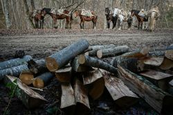 En Europe, la demande en bois pour chauffage flambe