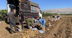 Pommes de terre: une récolte abondante à l'épreuve du marché