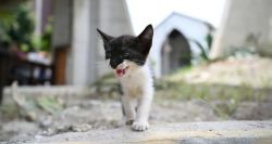 Venezuela: un refuge pour les animaux rescapés du séisme