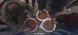 Ramasser des truffes en Syrie, un gagne-pain risqué