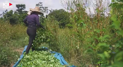 En Colombie, la surprenante crise de la coca