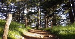 Tannourine, l’autre forêt des cèdres