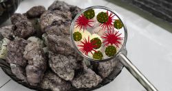 Microbes, pollution, malbouffe: l'été de tous les dangers au Liban