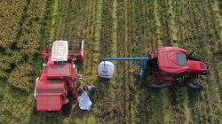 Moins d'eau, même rendement: le pari durable du riz chilien