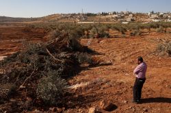 Cisjordanie: des centaines d'arbres déracinés en présence de l'armée israélienne