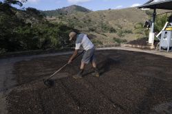 Face à la surtaxe de Trump, le café brésilien veut éviter de boire la tasse