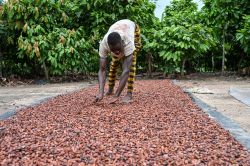 Pourquoi le chocolat reste cher avant Noël malgré la baisse du prix du cacao