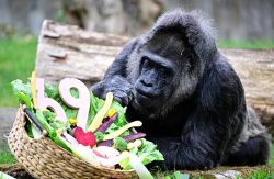 Fatou, la plus vieille gorille du monde, fête ses 69 ans