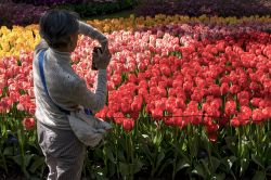 Aux Pays-Bas, la saison des tulipes bat son plein