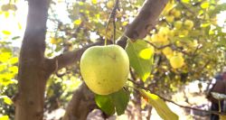 Akoura, une pomme fait vivre une montagne