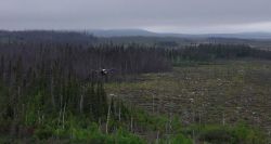 Reboiser après des incendies: des drones à la rescousse au Canada