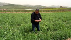Békaa: les secousses d’une agriculture dans le sillage des crises