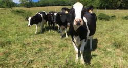 Fièvre aphteuse : le cheptel libanais sous pression, l’urgence sanitaire s’installe