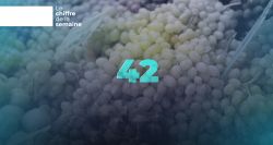 42 marchés : la success story du raisin libanais