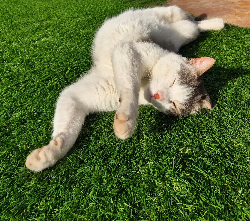 Chat au Liban: neuf vies, libre, drôle, souverain… et vulnérable